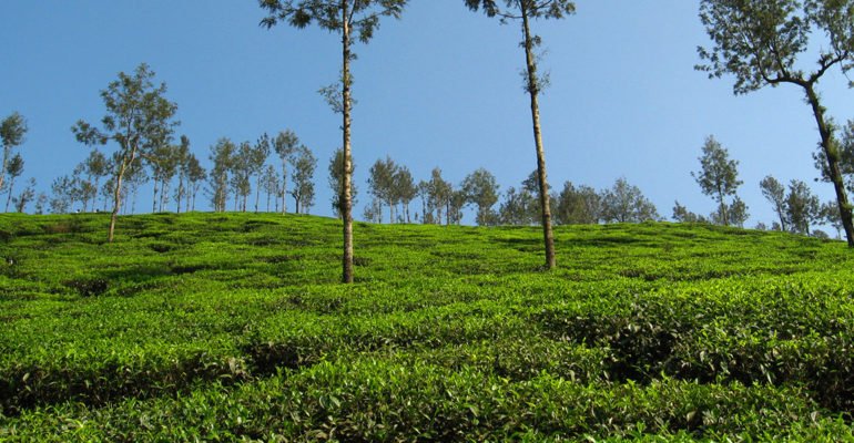 Munnar-tea-plantation-in-kerala