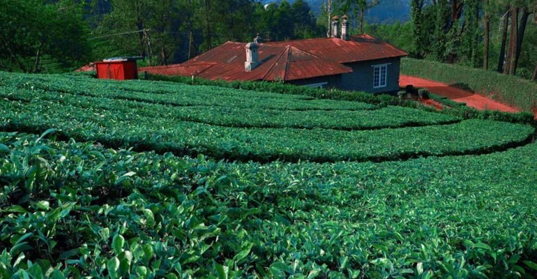 Tea-Leaves-Munnar-Kerala-godzoen